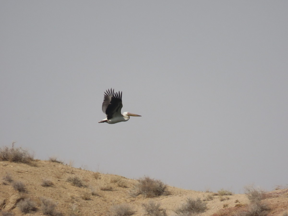 Great White Pelican - ML647120404