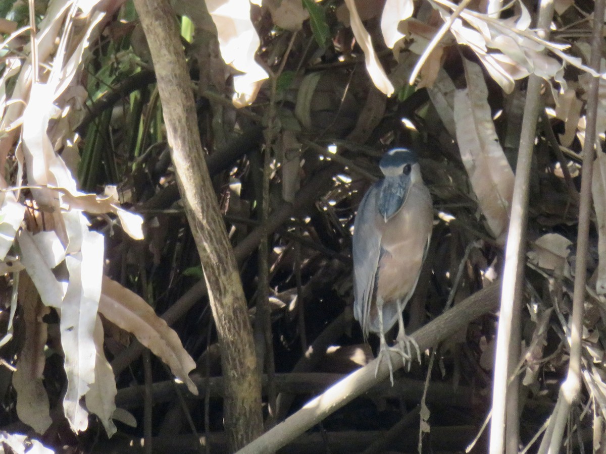 Boat-billed Heron - ML647120412