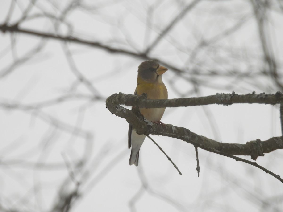 Evening Grosbeak - ML647120421
