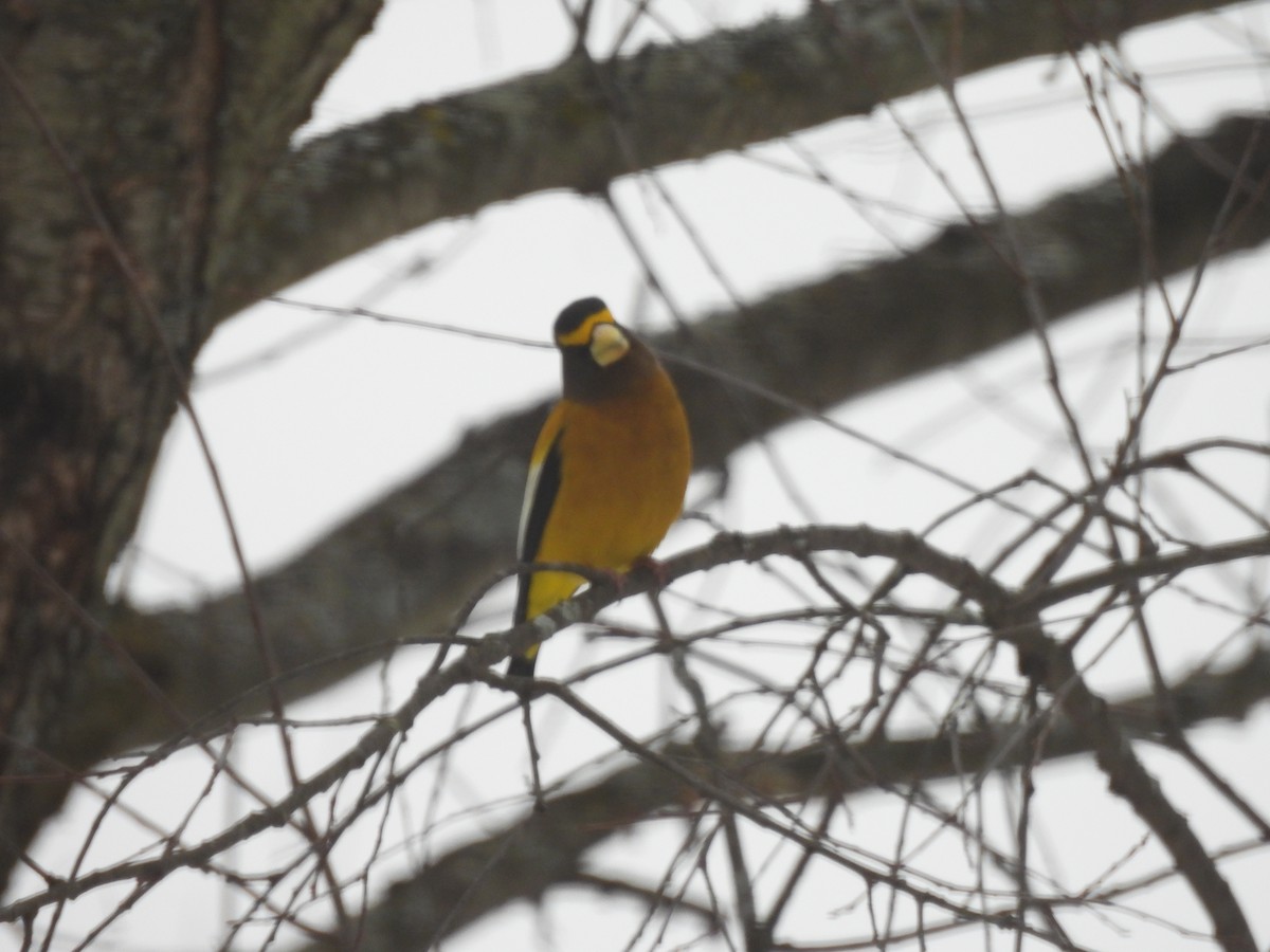 Evening Grosbeak - ML647120422