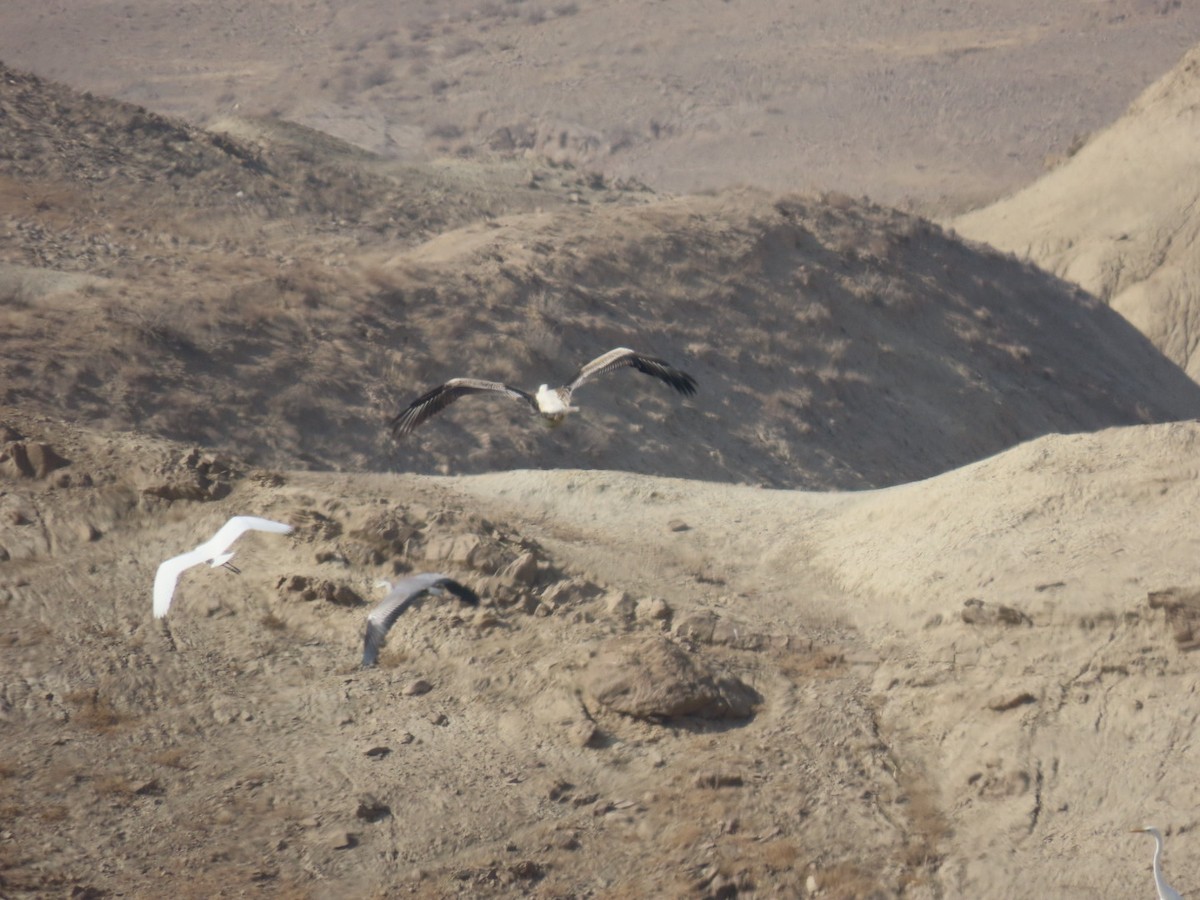 Great White Pelican - ML647120427