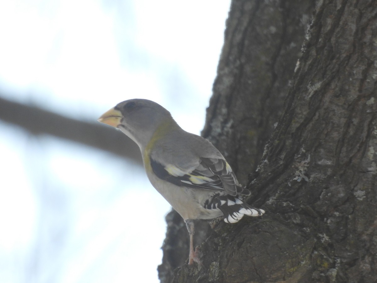 Evening Grosbeak - ML647120429