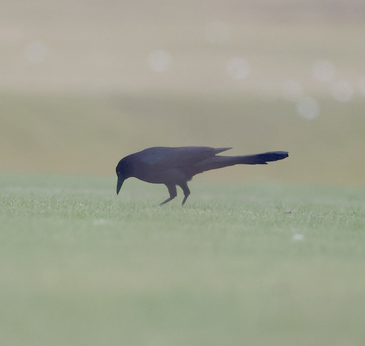 キタオナガクロムクドリモドキ - ML647120432