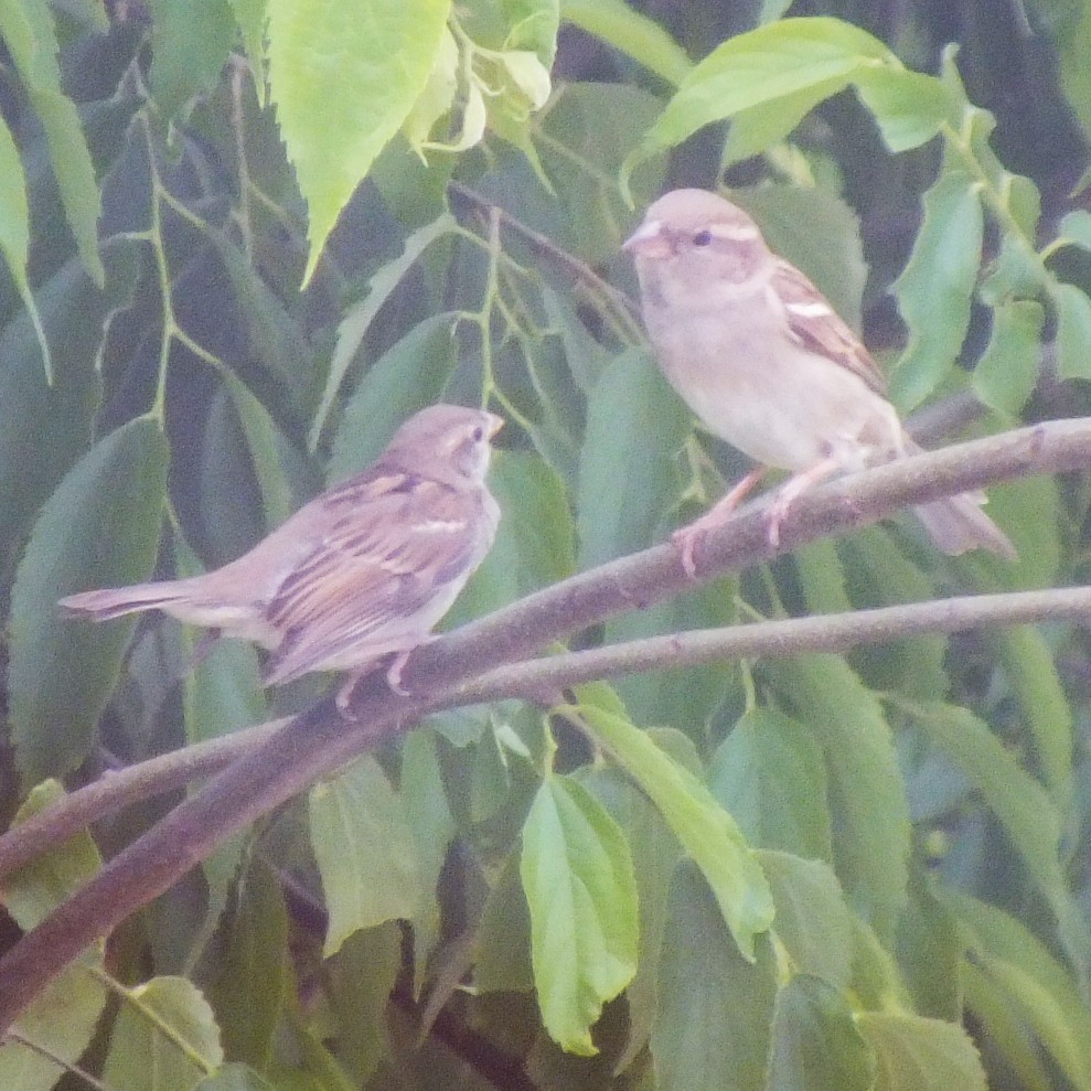 דרור הבית - ML647120461