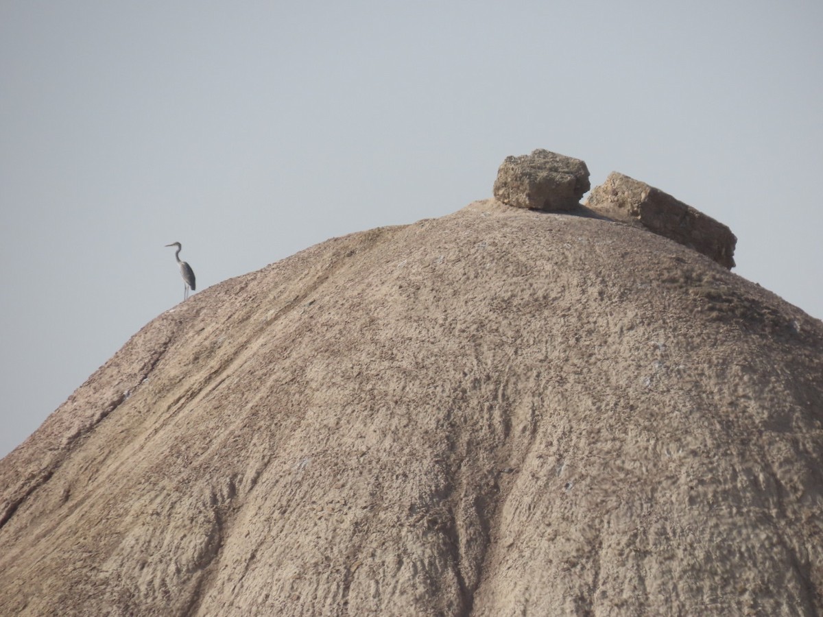 Gray Heron - ML647120464