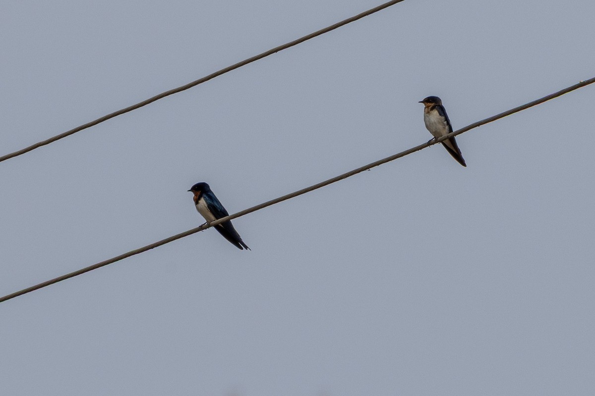 Singschwalbe - ML647120466