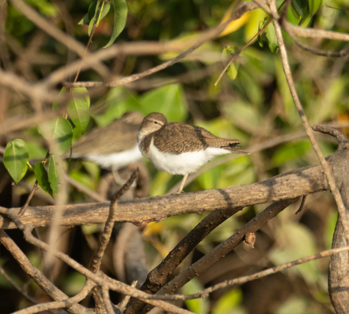 ביצנית לבנת-בטן - ML647120472