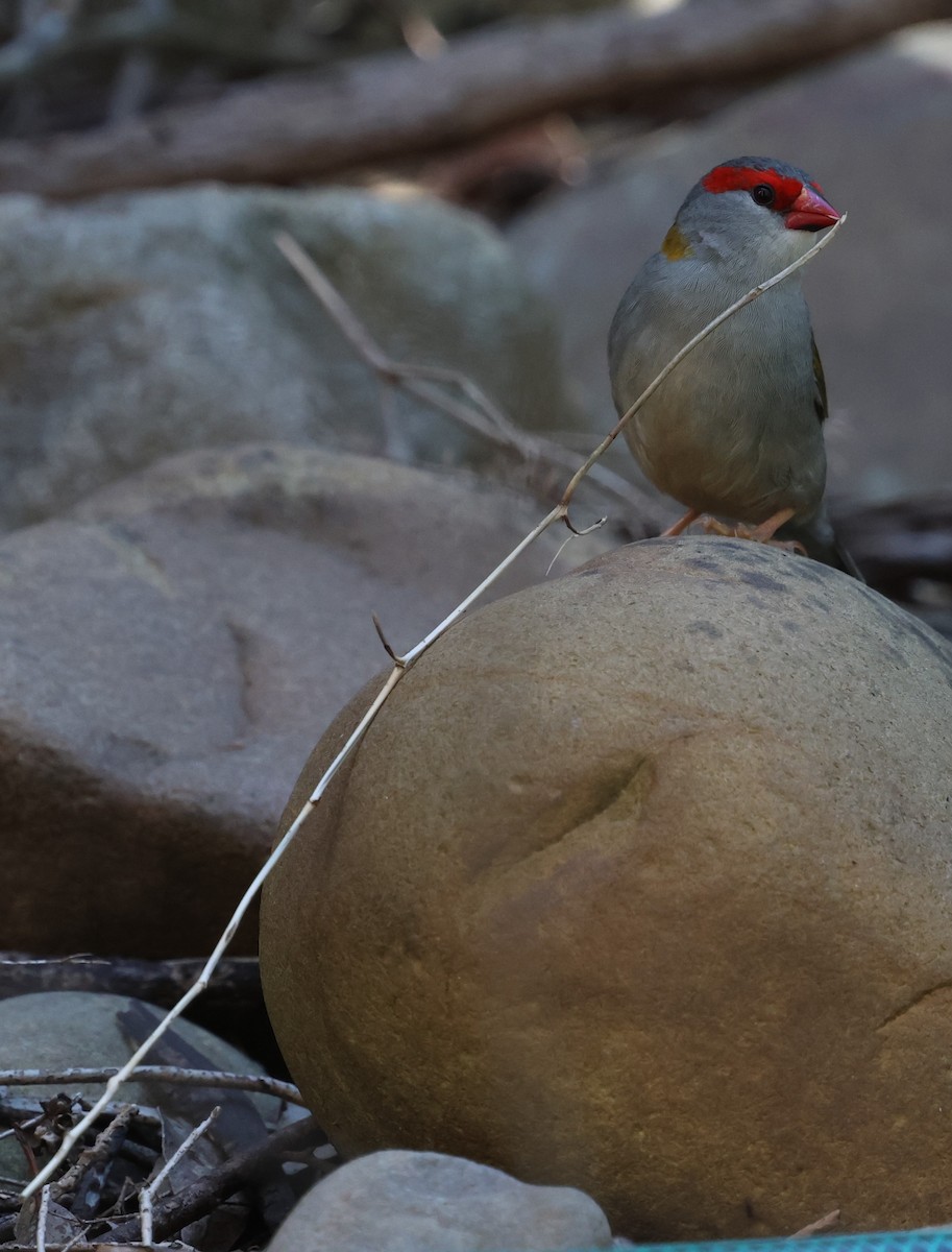 Red-browed Firetail - ML647120473