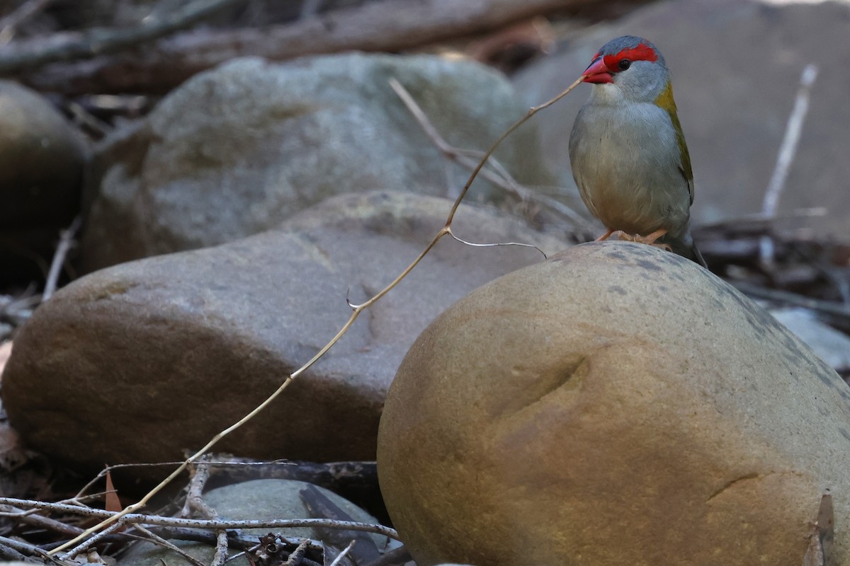 Red-browed Firetail - ML647120474
