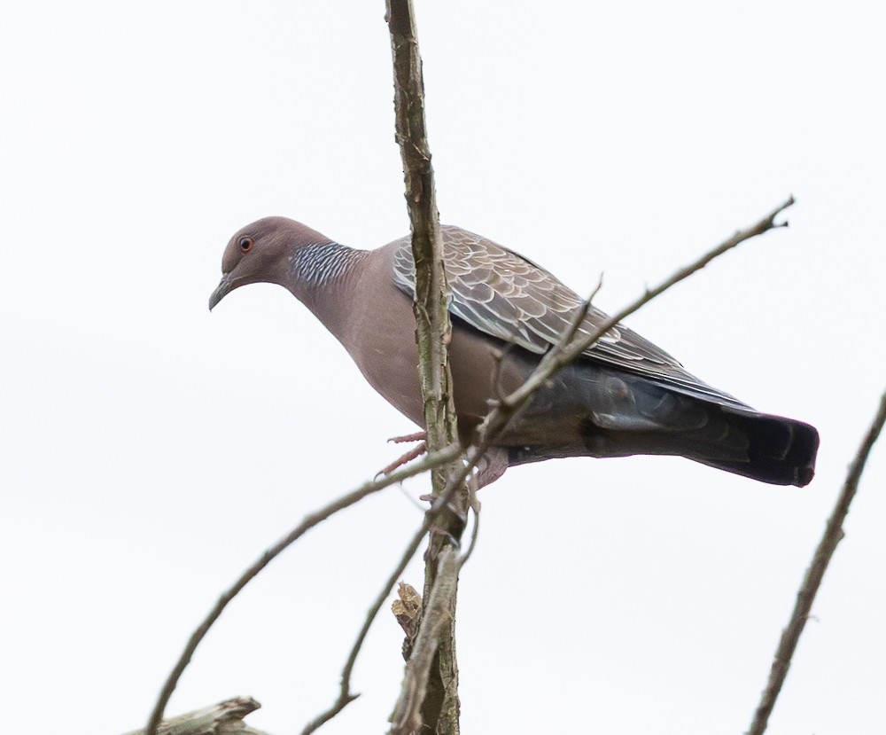 Paloma Picazuró - ML647120475