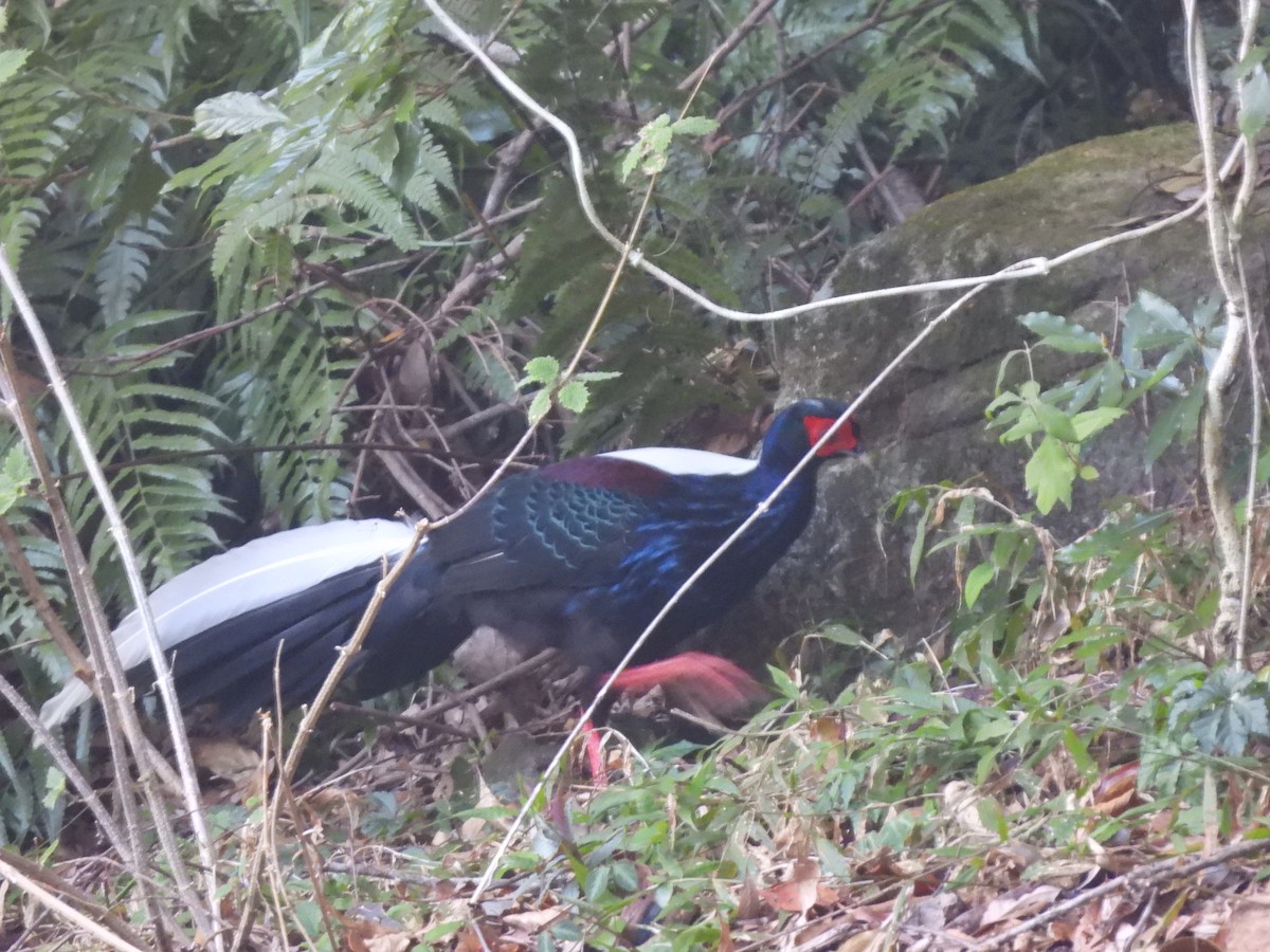 Swinhoe's Pheasant - ML647120476