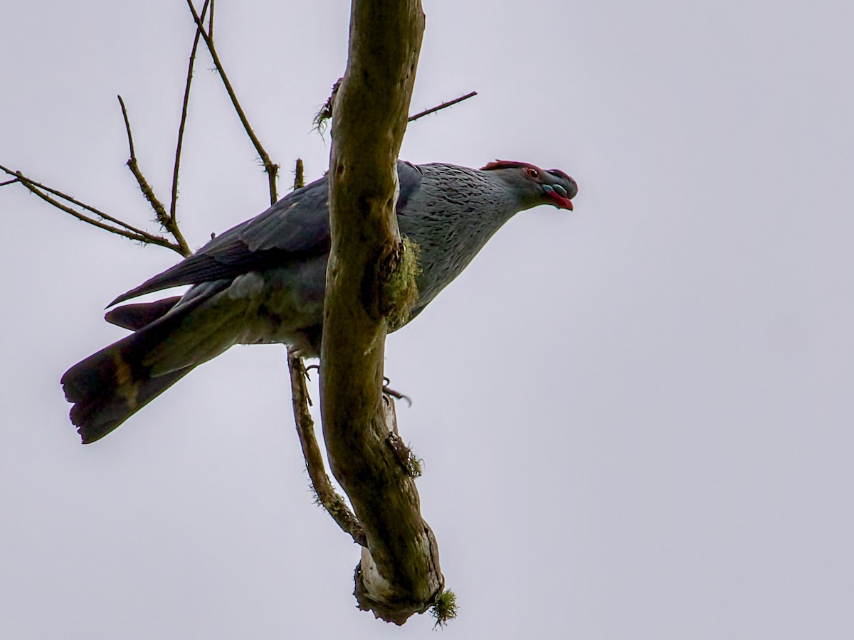 Haubenfruchttaube - ML647120477