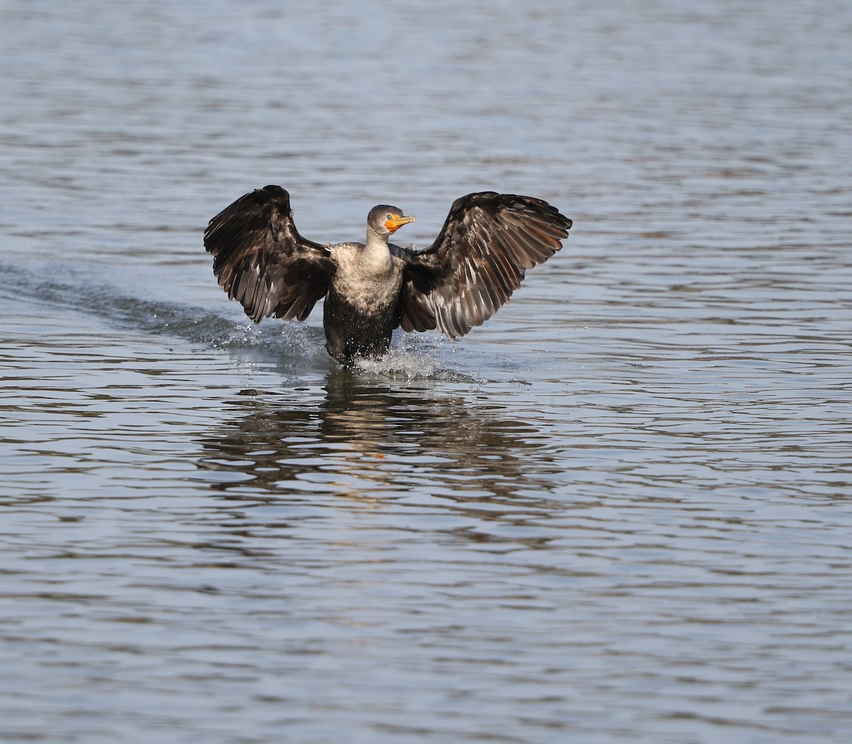 Double-crested Cormorant - ML647120488