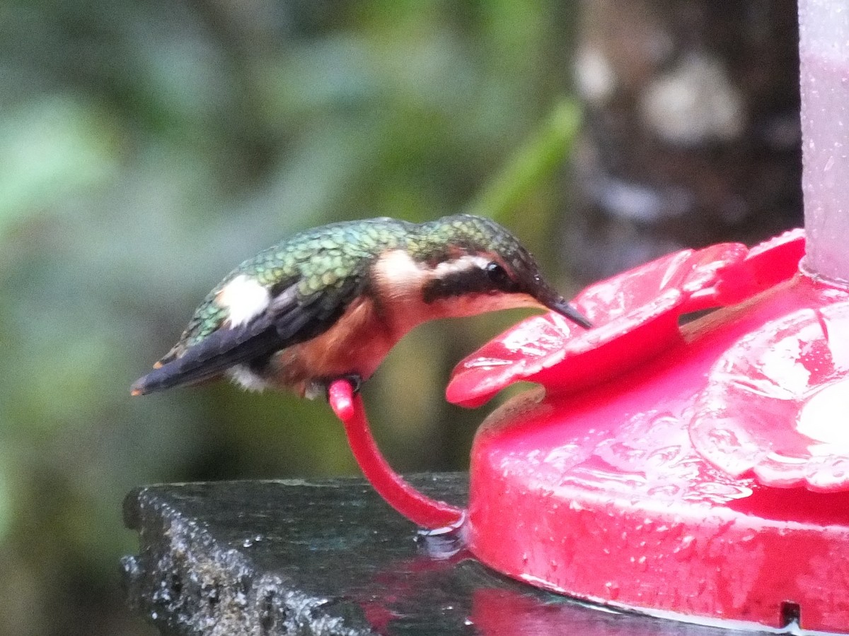 hvitbukkolibri - ML647120498