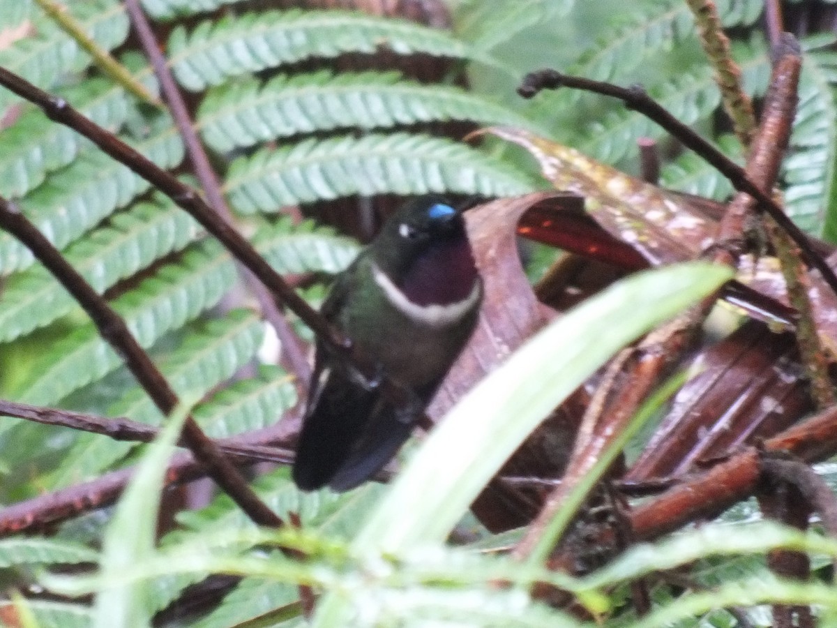 Amethyst-throated Sunangel - ML647120503