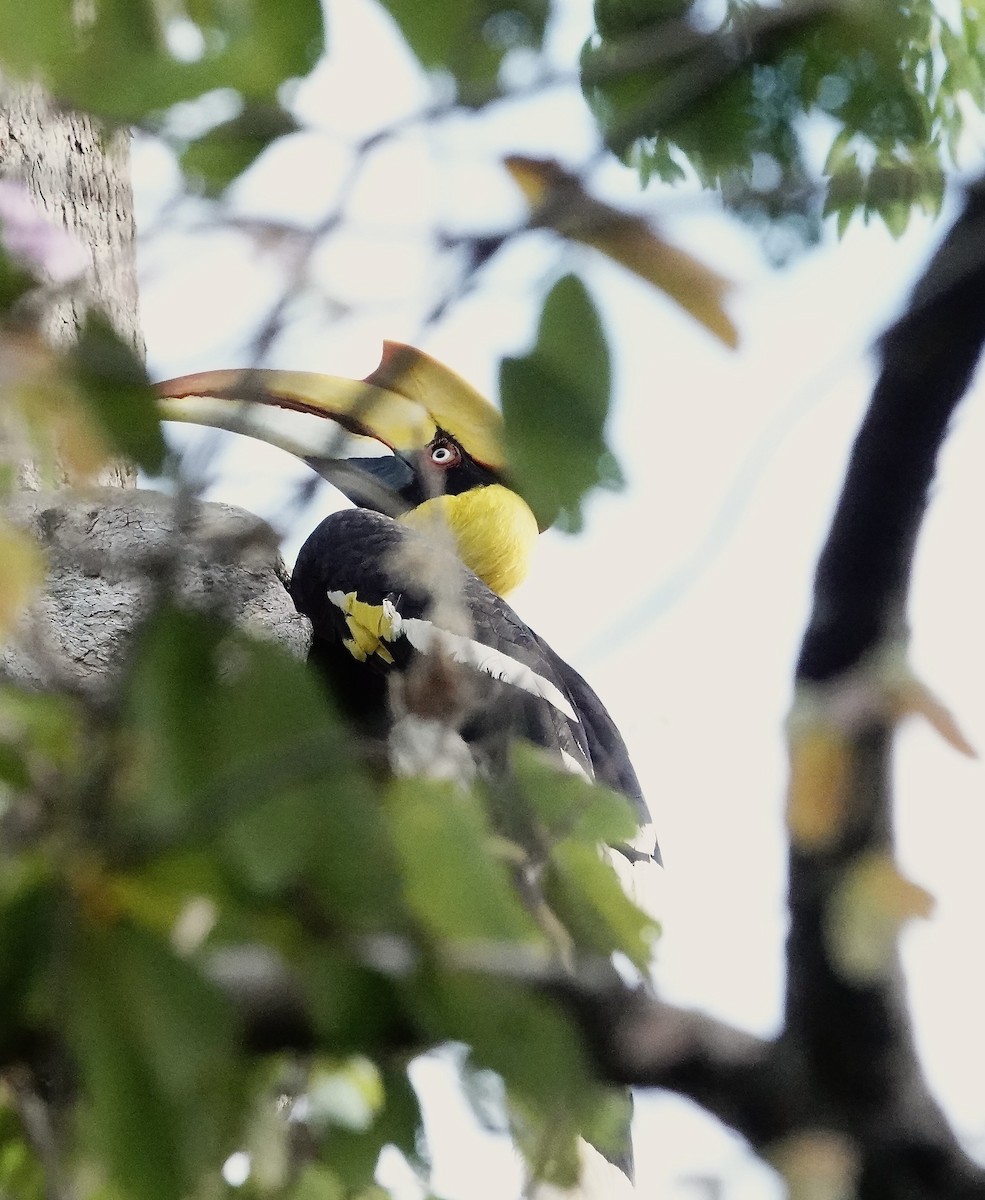 Great Hornbill - ML647120513