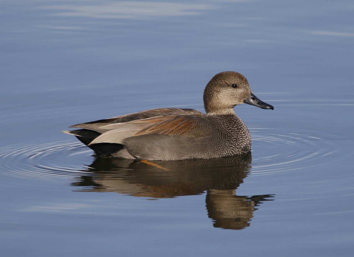 Серая утка - ML647120514