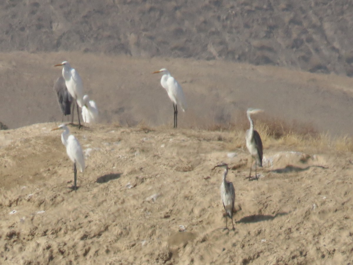 Koartza zuria - ML647120515