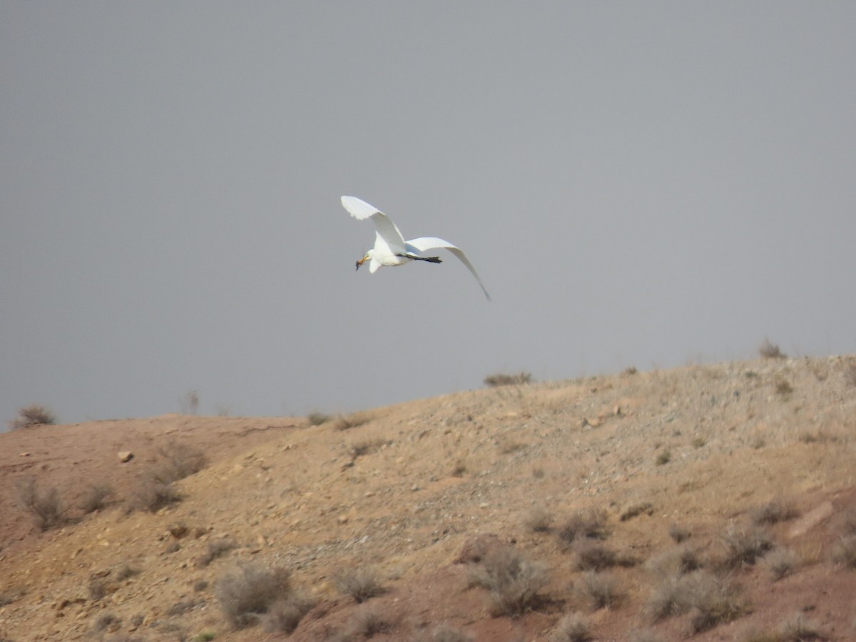 Koartza zuria - ML647120519