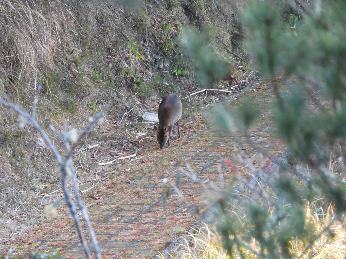 動物界 - ML647120528