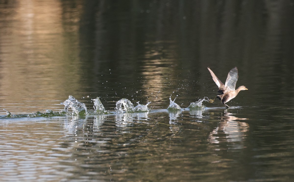 Little Grebe - ML647120530