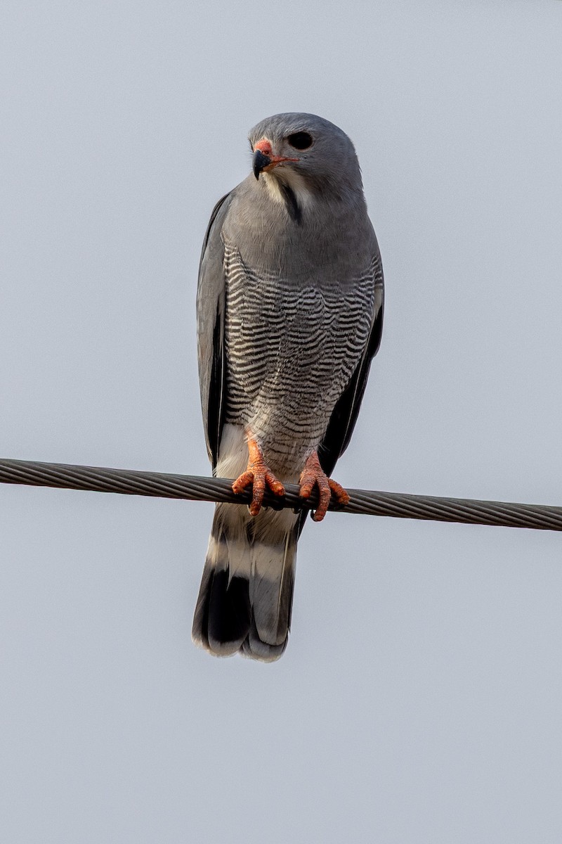 Lizard Buzzard - ML647120534