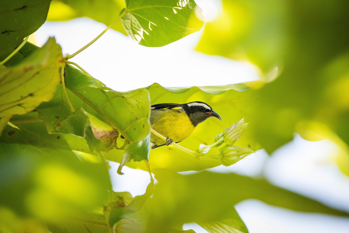 Банановая кареба, сахарная цветочница - ML647120537