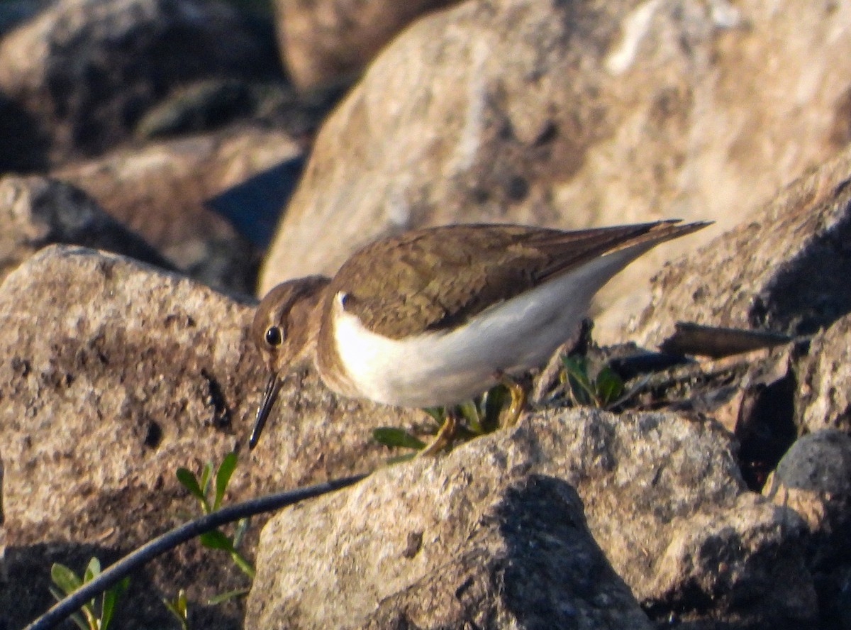 ביצנית לבנת-בטן - ML647120538