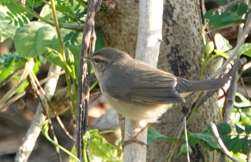 עלווית כהה - ML647120539