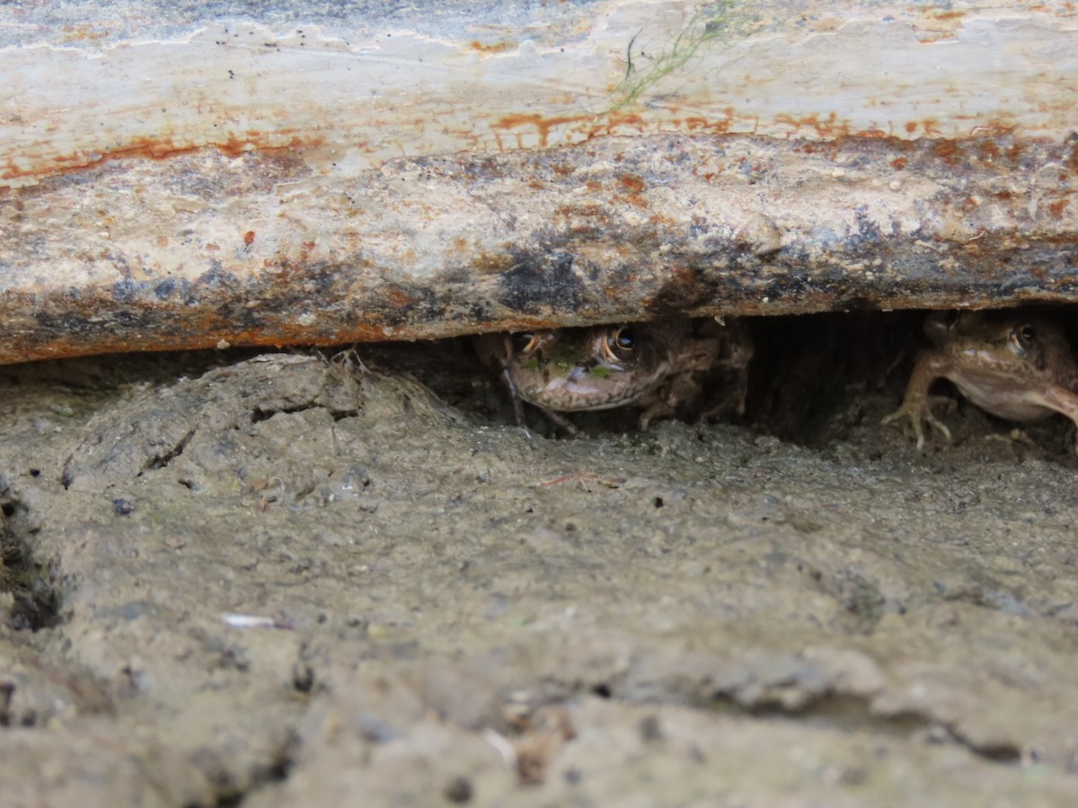 Water Frogs - ML647120542