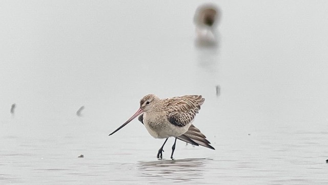 Грицик малий - ML647120544