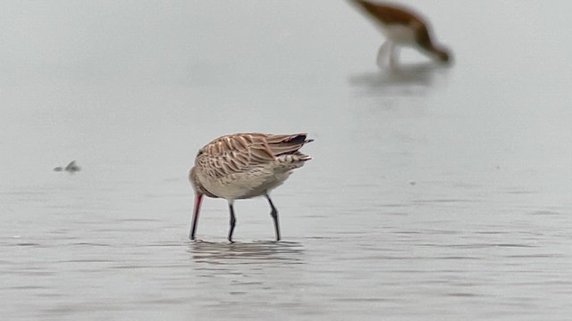 Грицик малий - ML647120545