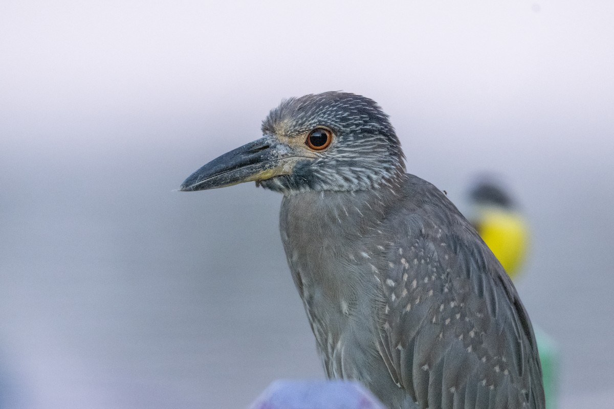 אנפת לילה צהובת-כיפה - ML647120546