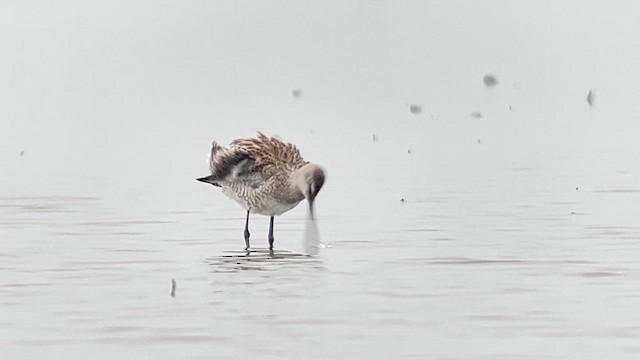 Неголь азійський - ML647120554