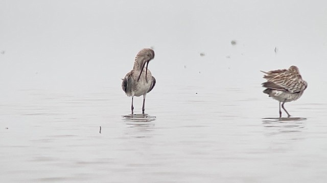 Неголь азійський - ML647120555