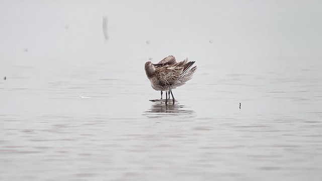 Неголь азійський - ML647120557