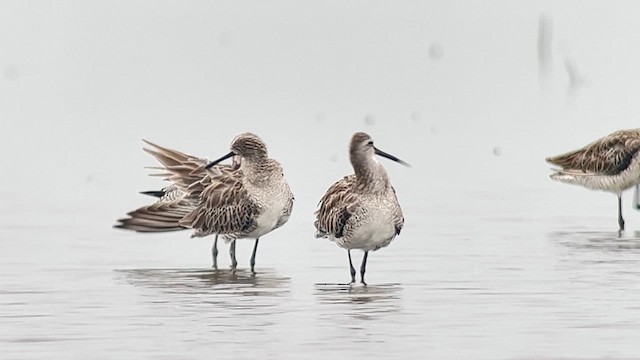 Неголь азійський - ML647120558