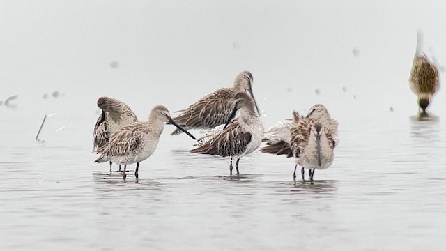 Неголь азійський - ML647120559