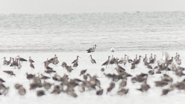 Мартин чорнохвостий - ML647120560