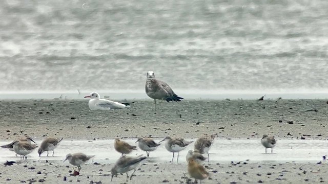 Мартин чорнохвостий - ML647120561