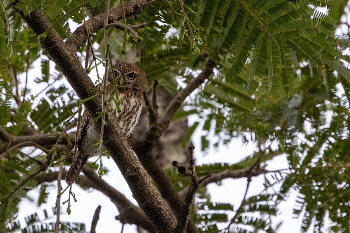 Pearl-spotted Owlet - ML647120563