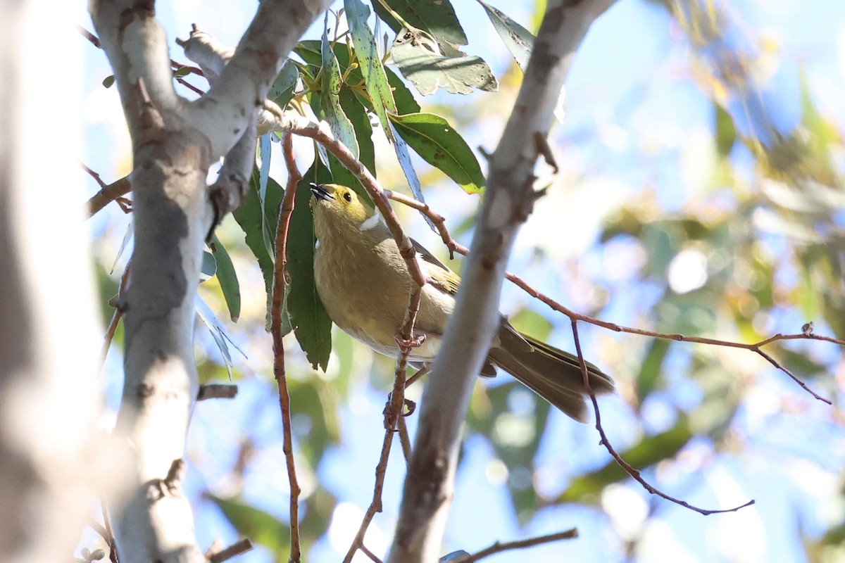 hvitsmykkehonningeter - ML647120568