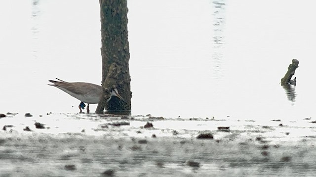 Коловодник попелястий - ML647120571