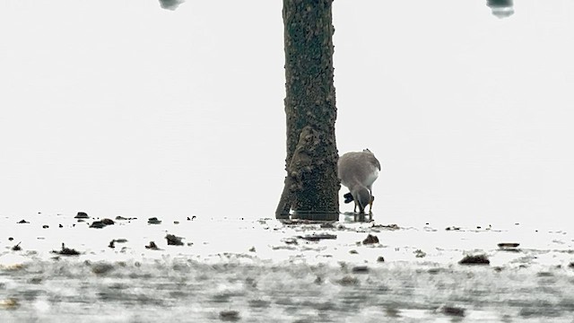 Коловодник попелястий - ML647120572