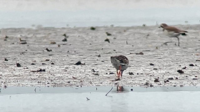 Крем'яшник звичайний - ML647120590