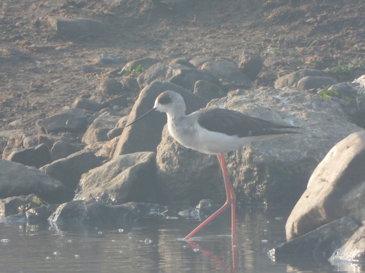 高蹺鴴 - ML647120602