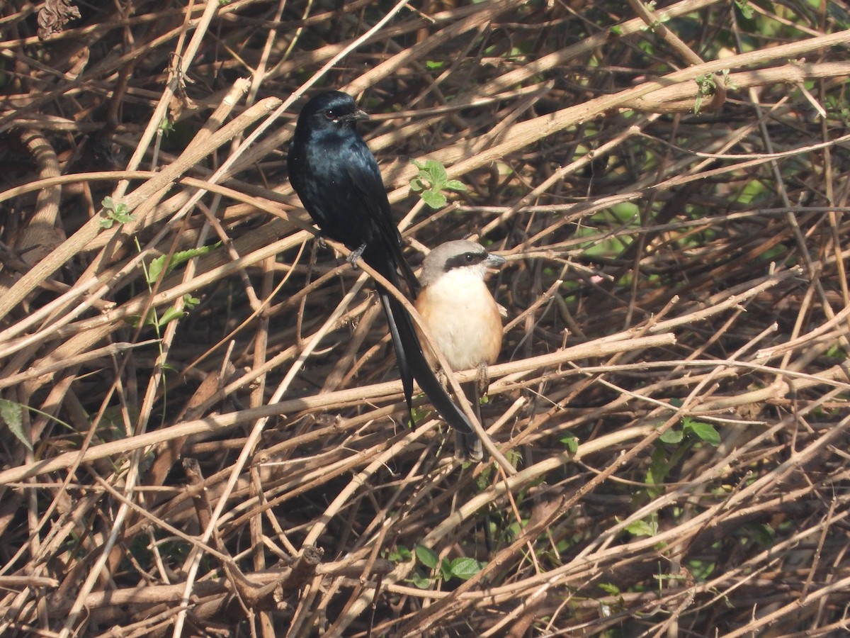 Black Drongo - ML647120612