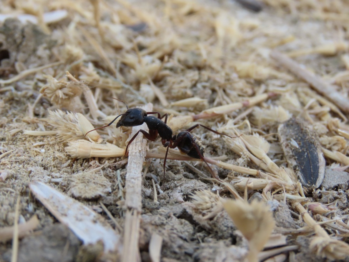 Insects - ML647120614