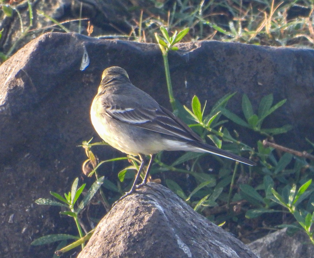 נחליאלי לימוני - ML647120625