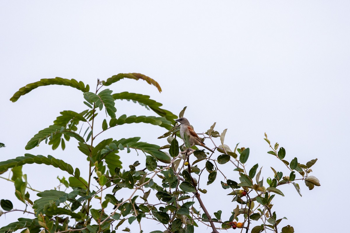 Northern Gray-headed Sparrow - ML647120633
